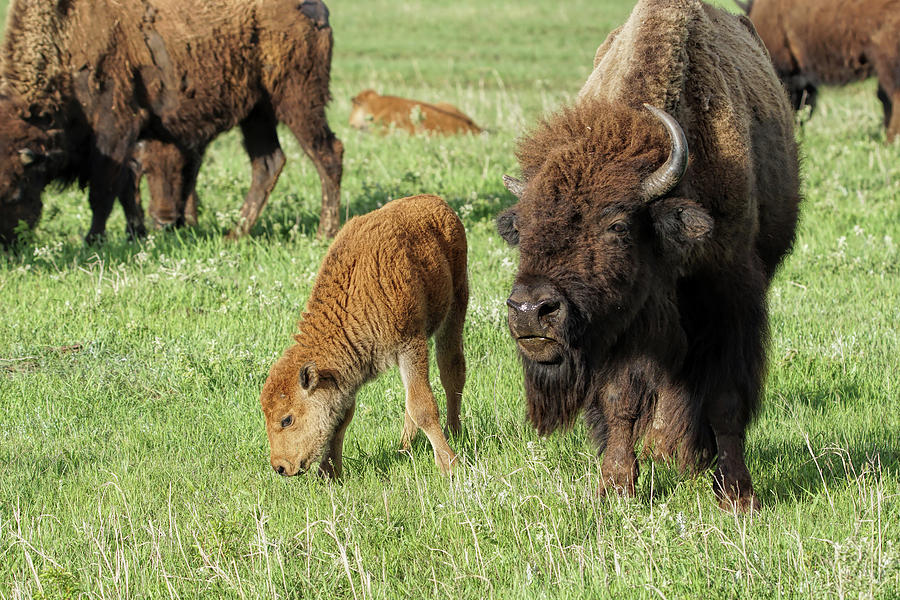 Bison and Calf Photograph by Alan Hutchins
