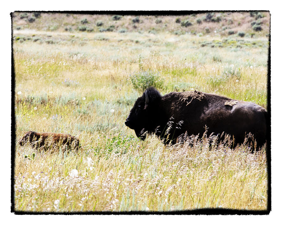 Bison and Calf Photograph by Hugh Smith