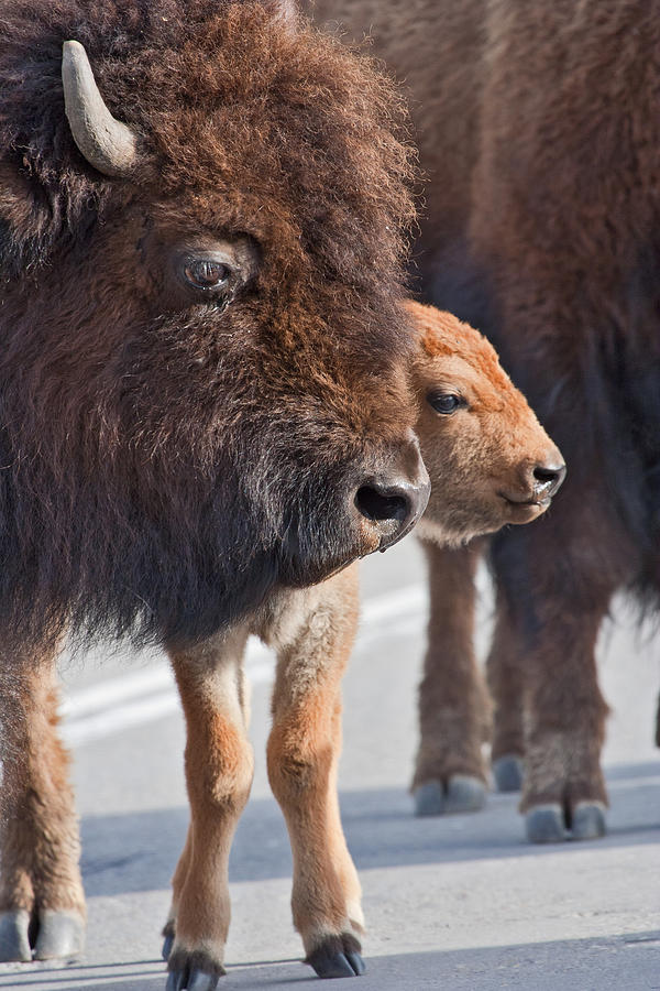 Bison and Calf Photograph by Wesley Aston