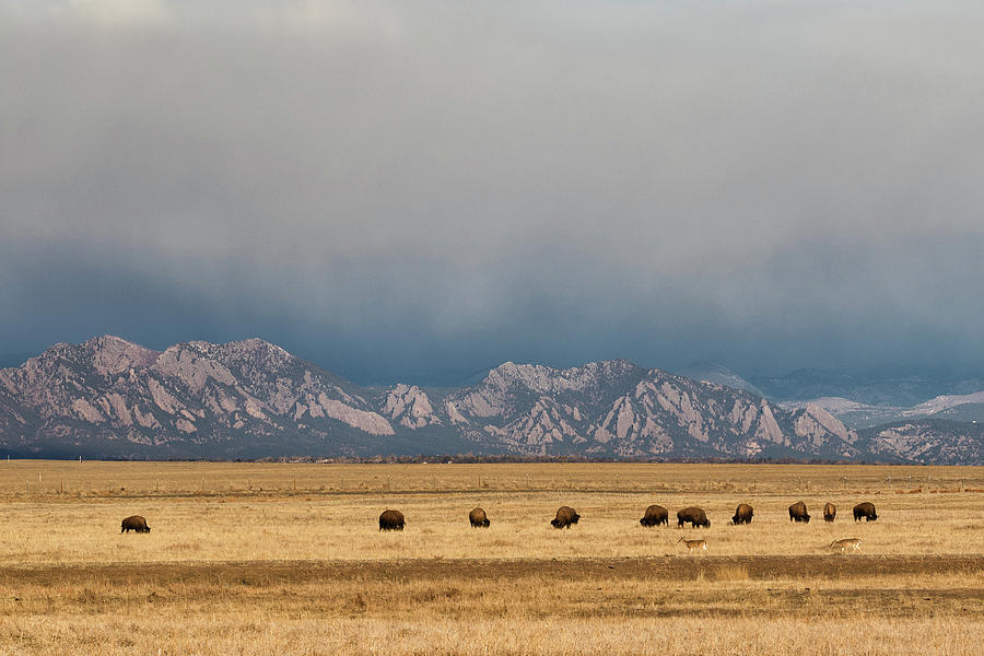 Bison and Colorados Flatirons Photograph by Tony Hake