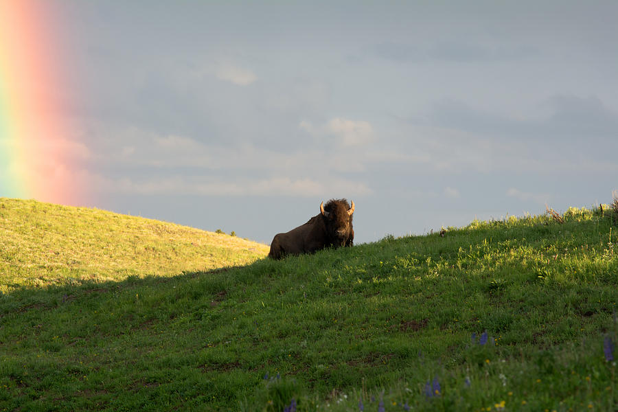 Bison And Colors Photograph