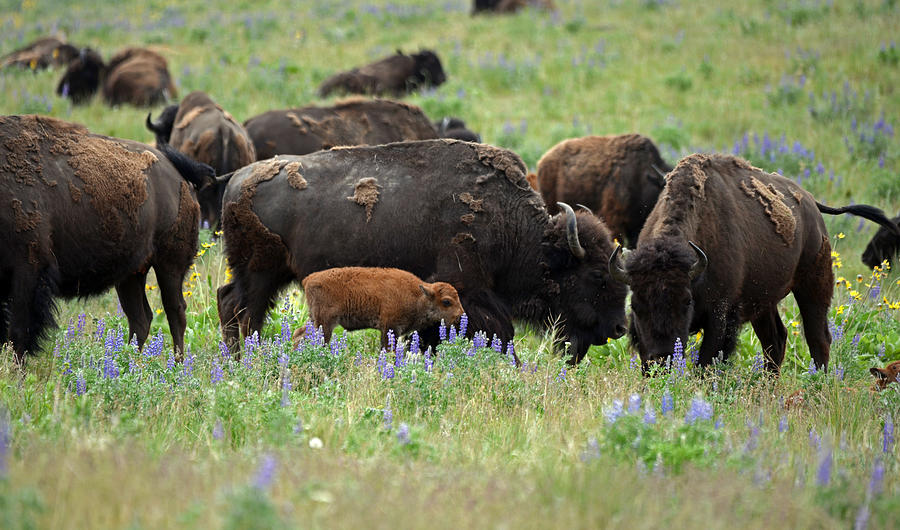 Bison and Lupine Photograph by Whispering Peaks Photography