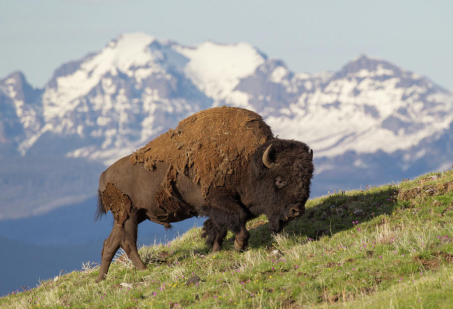 Bison and Mountains Photograph by Max Waugh