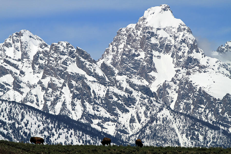 Bison and Tetons Photograph by Edward R Wisell