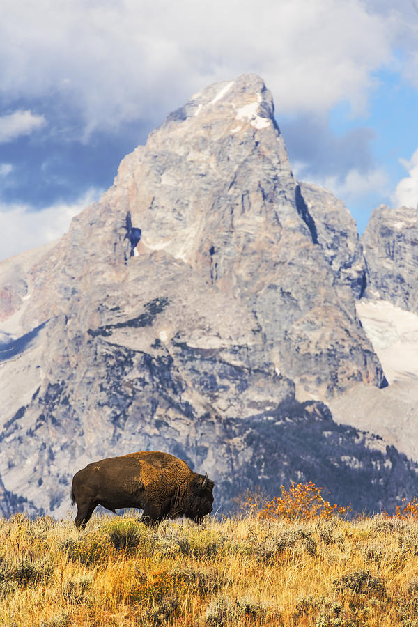 Bison and Tetons in GTNP Photograph by Vishwanath Bhat