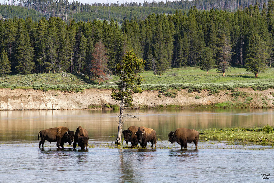 Bison and Yellowstone River Photograph by Brett Pelletier