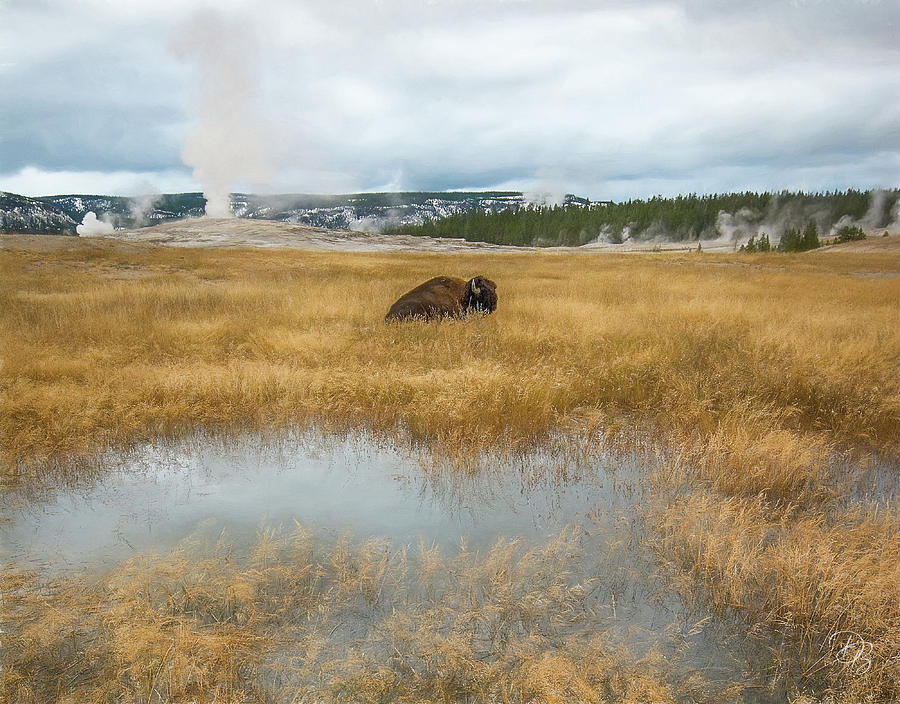 Bison at Old Faithful Photograph by Debra Boucher