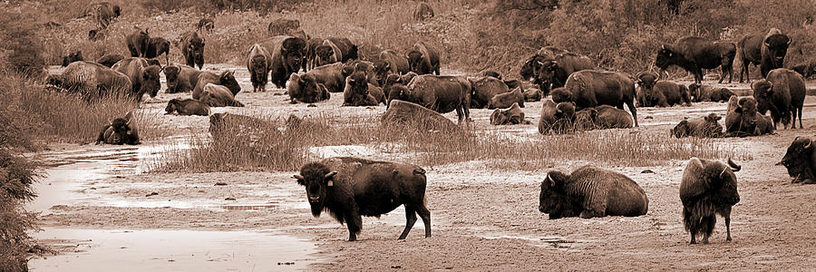 Bison at Salt Fork Arkansas River Kansas Photograph by Fred Lassmann