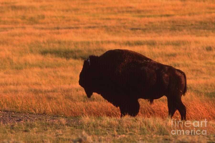 Bison at Sunset Photograph by Edward R Wisell