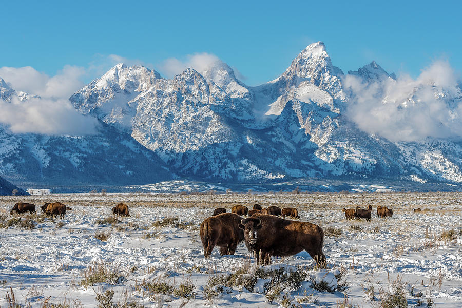 Bison At The Tetons Photograph by Yeates Photography