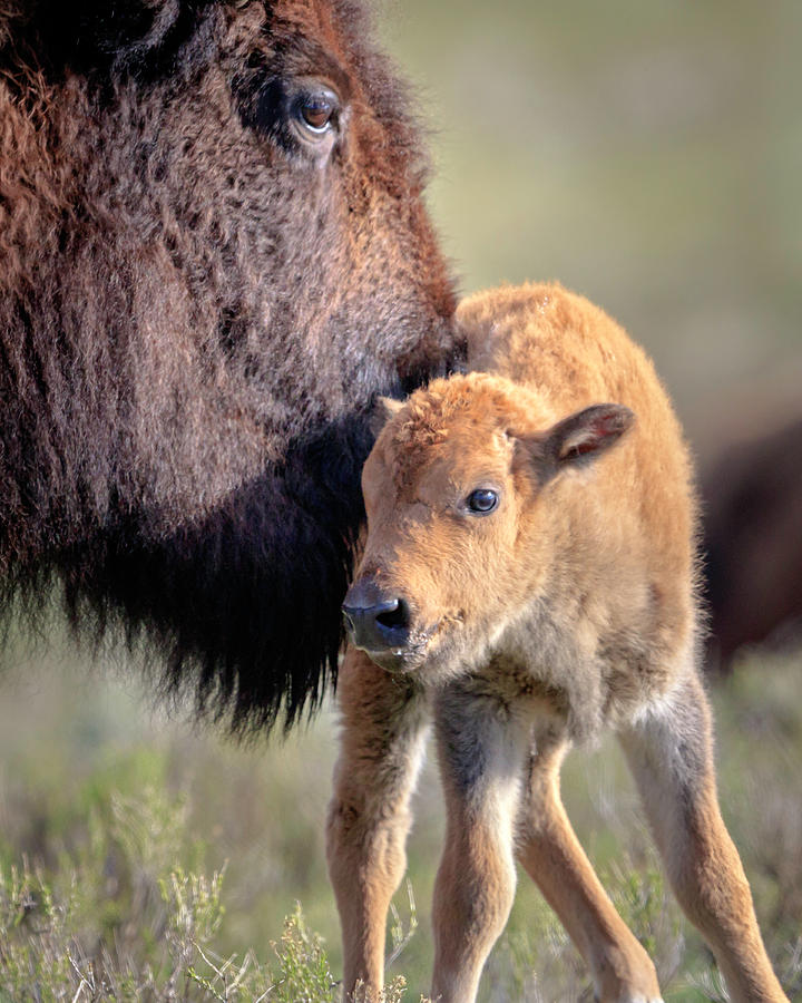 Bison Baby Photograph by Jack Bell