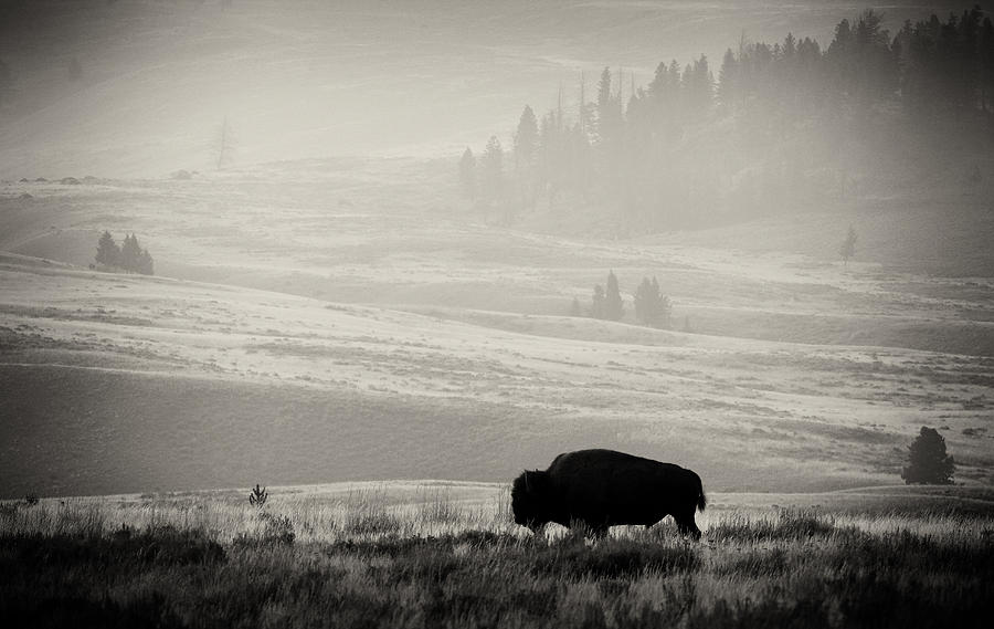 Bison Photograph by Bethany Dhunjisha