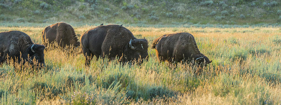 Bison Birds And Bugs In August Photograph by Yeates Photography
