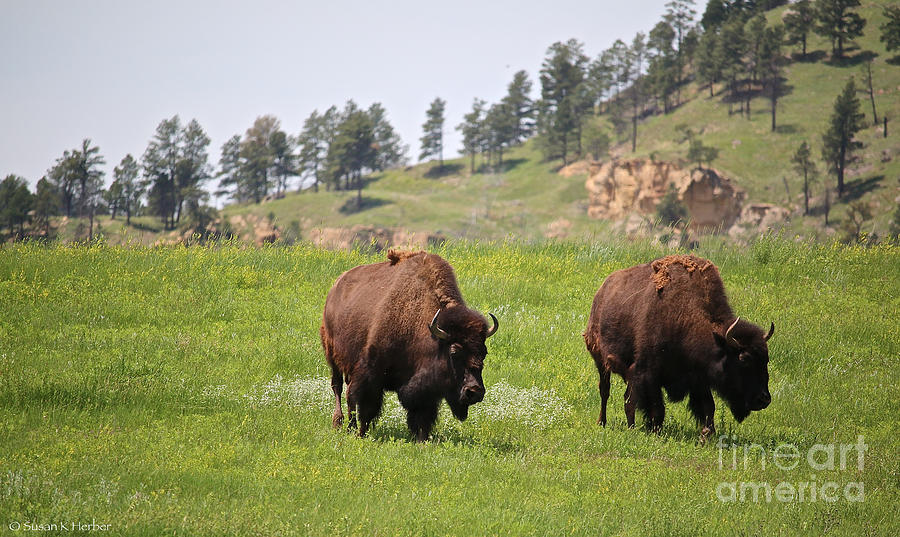 Bison Brothers Photograph by Susan Herber