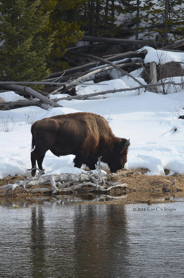 Bison Browsing Photograph by Kae Cheatham