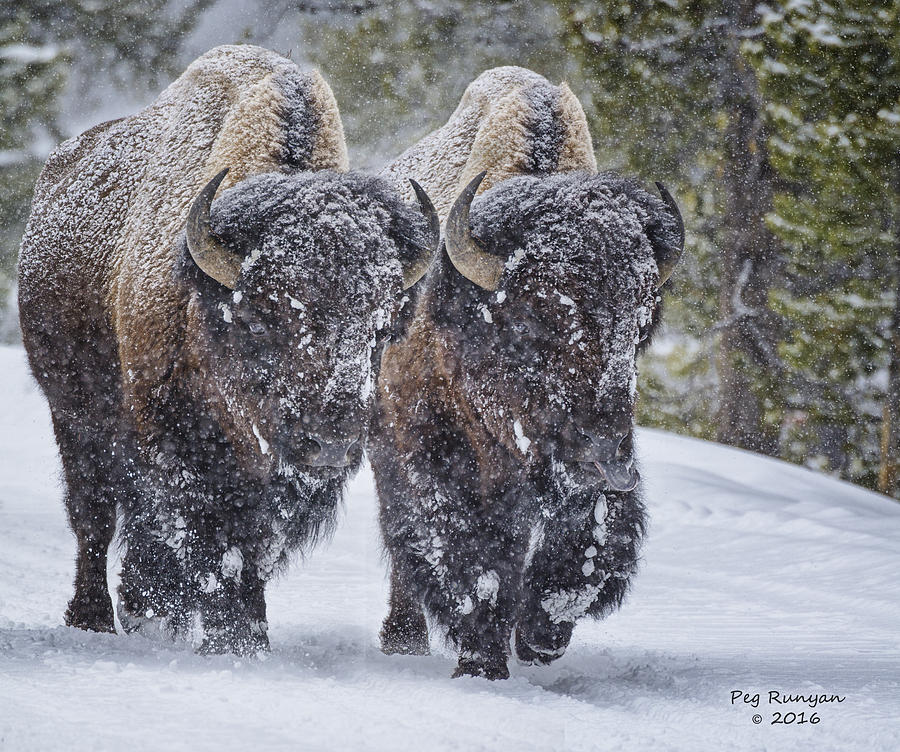 Bison Buddies Photograph by Peg Runyan