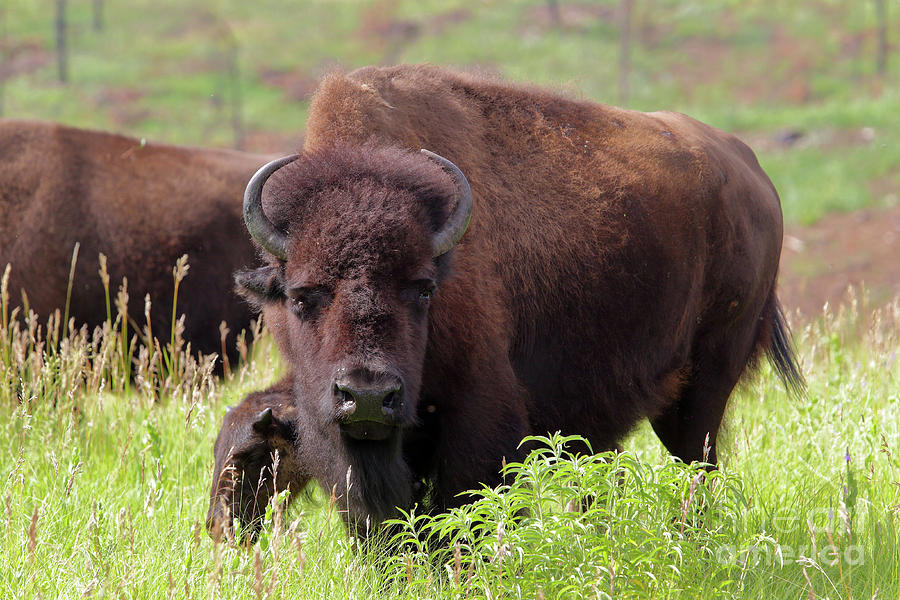 vandtæt Humoristisk Skuffelse Bison, Buffalo or Tatanka 20180711 3 Photograph by Alan Look