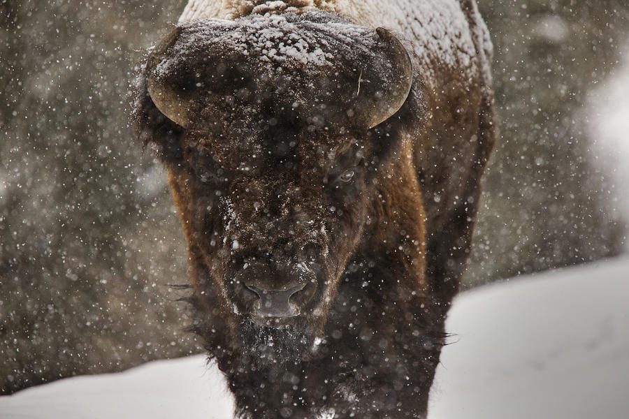 Yellowstone National Park Digital Art - Bison Buffalo Wyoming Yellowstone by Mark Duffy