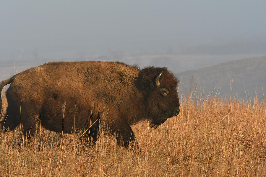 Bison Bull 0734 Photograph by David Drew