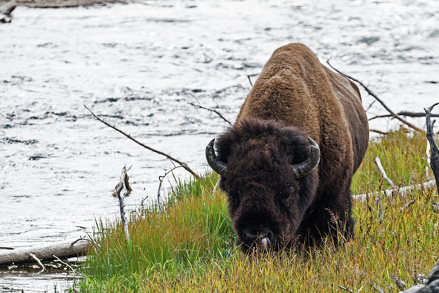 Bison Bull #1 Photograph by Brett Pelletier