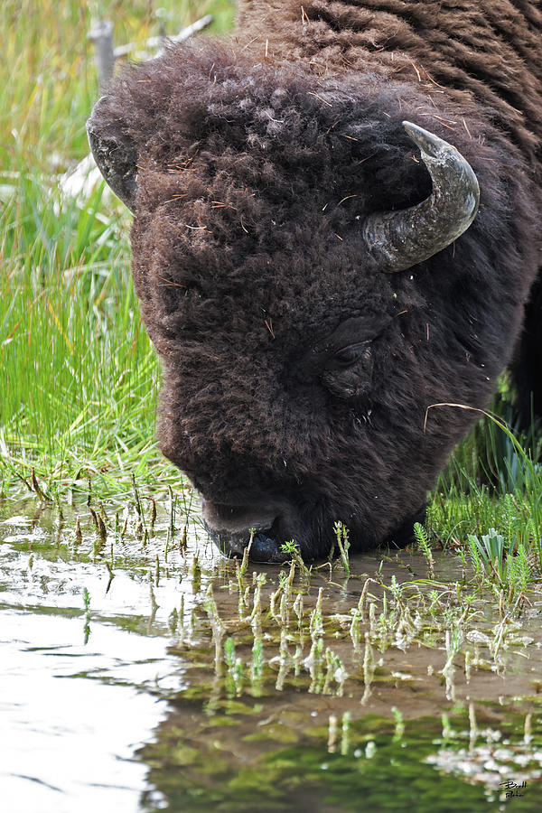 Bison Bull #2 Photograph by Brett Pelletier