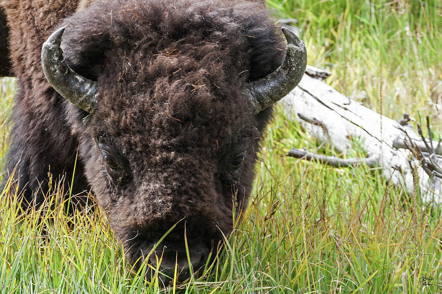 Bison Bull #3 Photograph by Brett Pelletier
