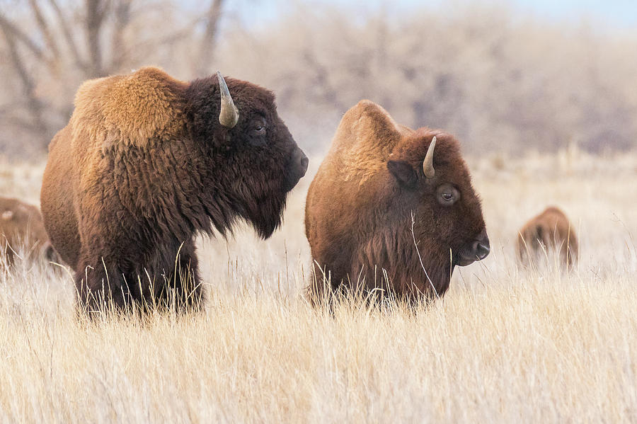 Bison Bull and Cow on the Great Plains Photograph by Tony Hake
