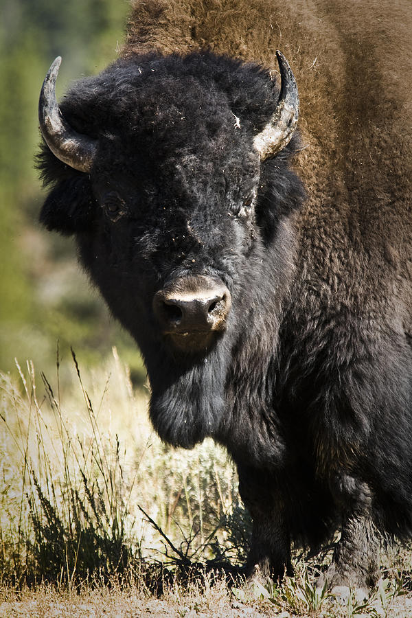 Bison Photograph - Bison Bull by Chad Davis