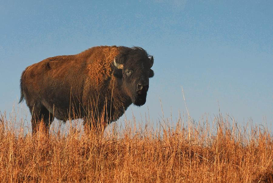 Bison Bull facing the Wind Photograph by David Drew