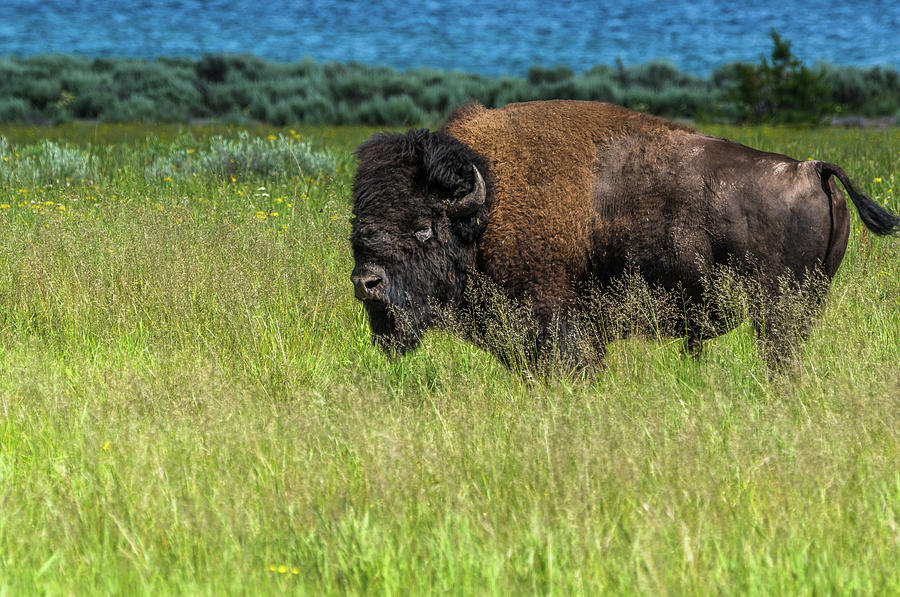 Bison Bull Grazing By Yellowstone Lake Photograph by Yeates Photography