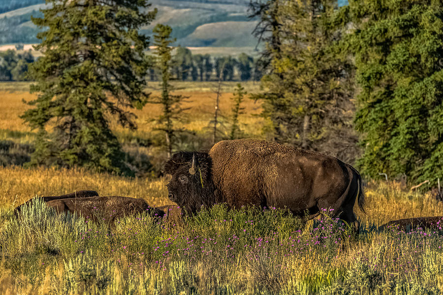 Bison Bull Herding Cows Photograph by Yeates Photography