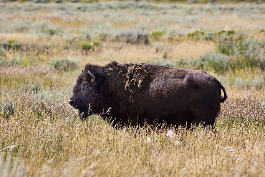 Bison Bull Photograph by Hugh Smith