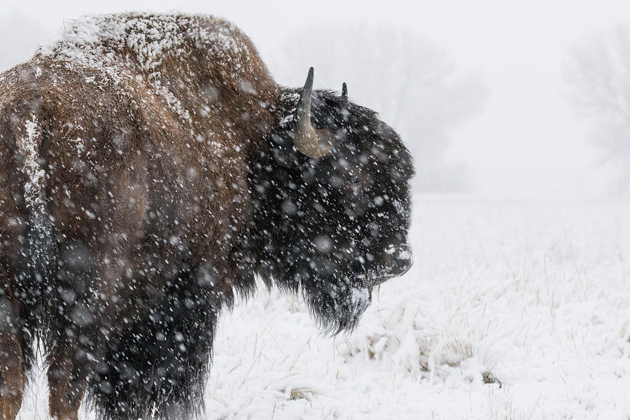 Bison Bull in a Snowstorm Photograph by Tony Hake | Fine Art America