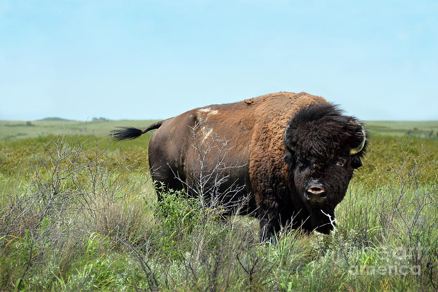 Bison Bull in Maxwell Wildlife Refuge Photograph by Catherine Sherman