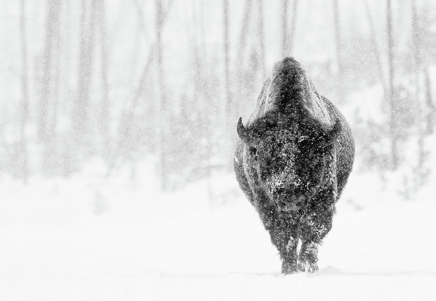 Bison Bull in Snowstorm Photograph by Max Waugh