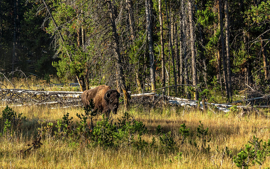 Bison Bull In The Forest Photograph by Yeates Photography
