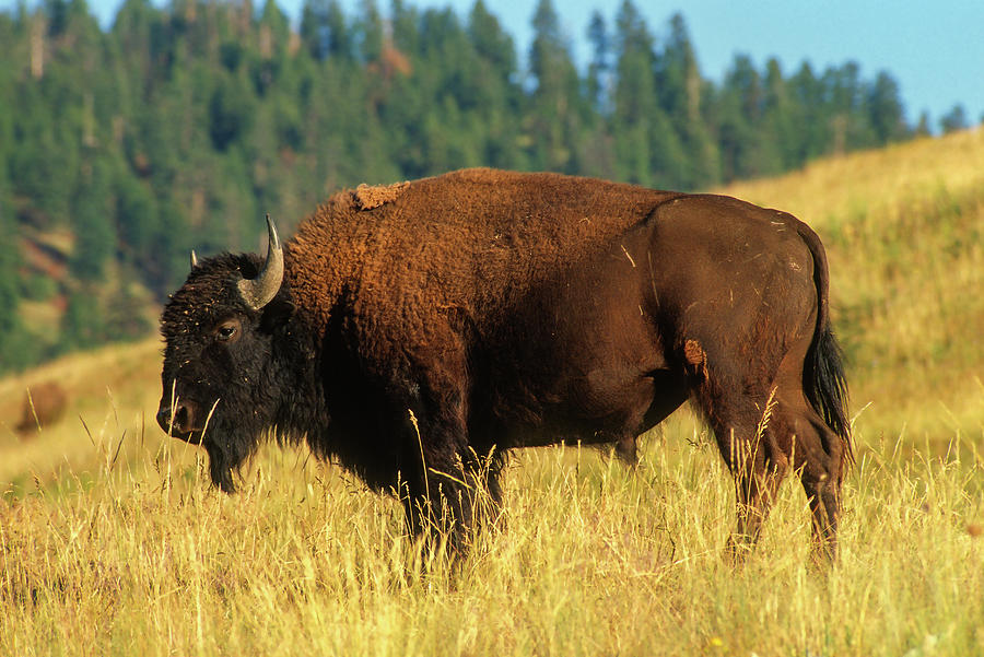 Bison Photograph - Bison Bull in the Late Evening Magic Light by Jerry Voss
