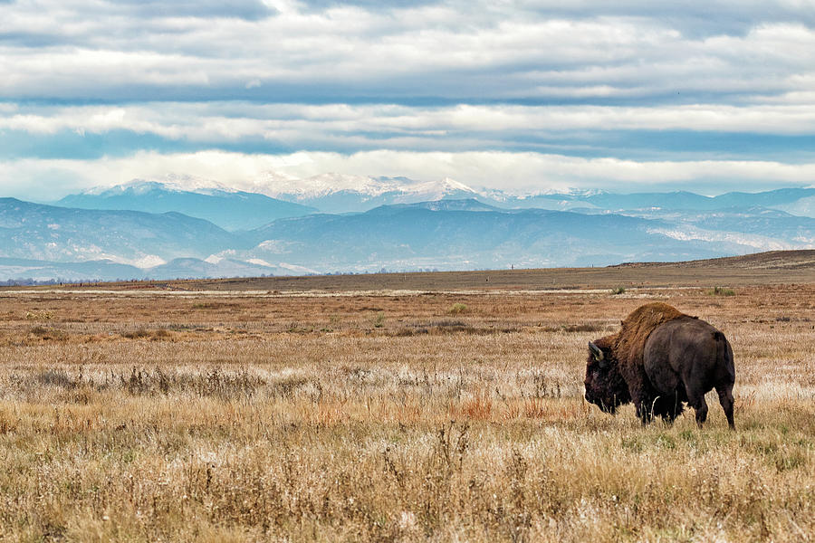 Bison Bull in the Shadow of the Rocky Mountains Photograph by Tony Hake
