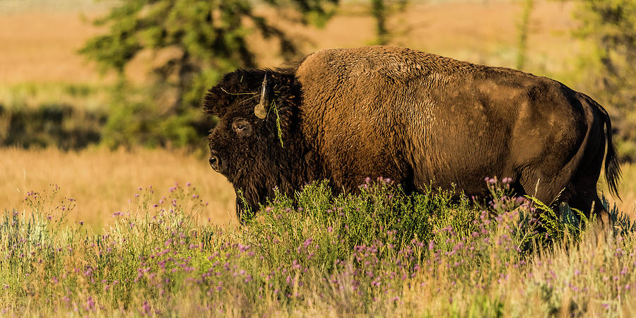 Bison Bull In Wildflowers Photograph by Yeates Photography