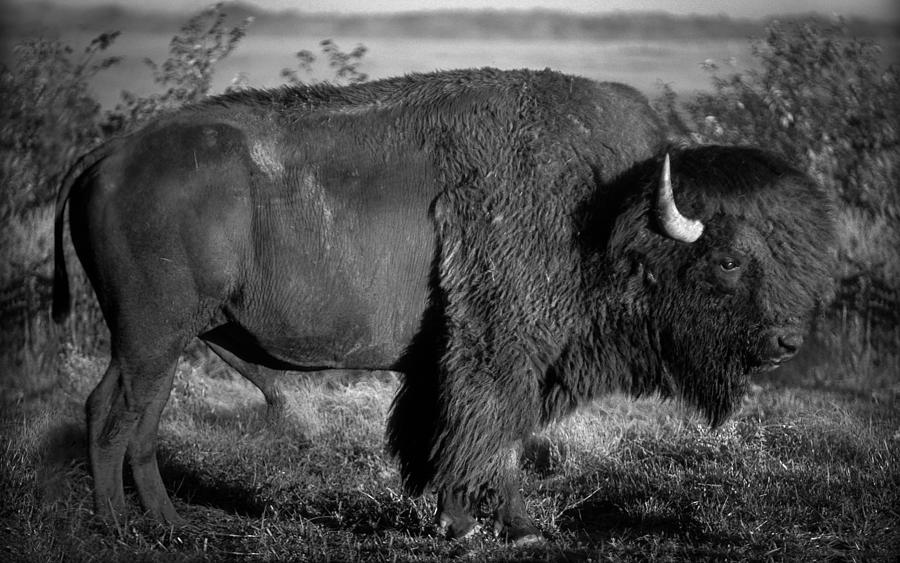 Bison bull Photograph by Jeff Phillippi