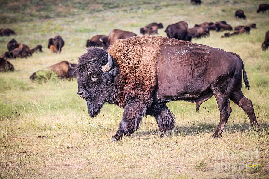 Bison Bull Photograph by Lynn Sprowl