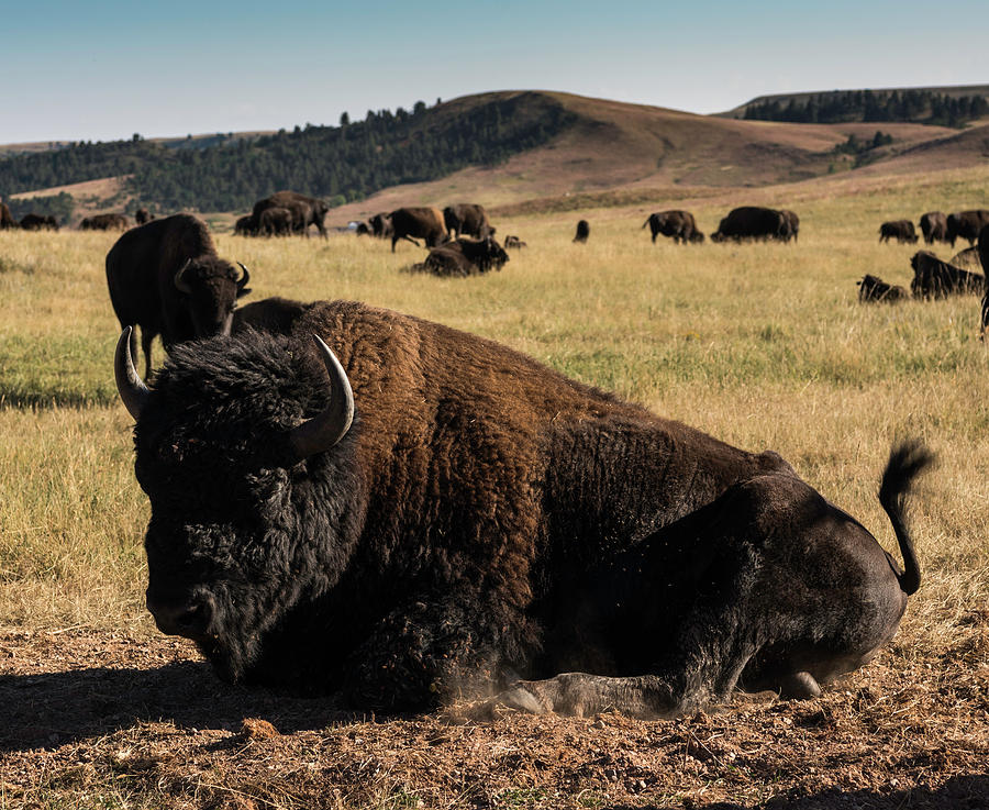 Bison Bull Photograph by Norman Reid