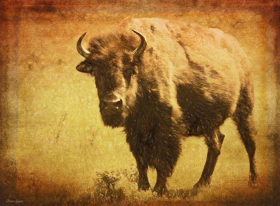 Bison Bull On The Range Photograph by Anna Louise