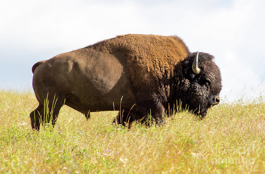 Bison Bull Standing Tall Photograph by Amy Sorvillo