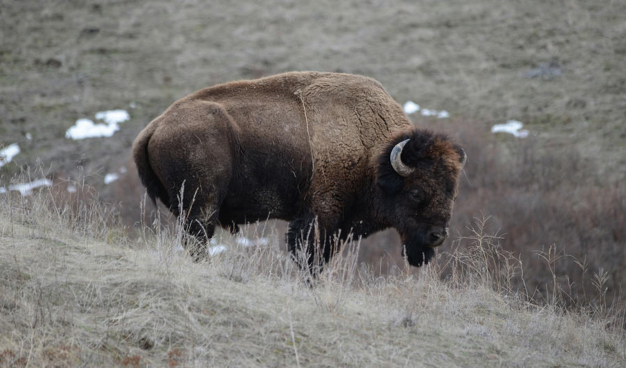 Bison Bull Photograph by Whispering Peaks Photography