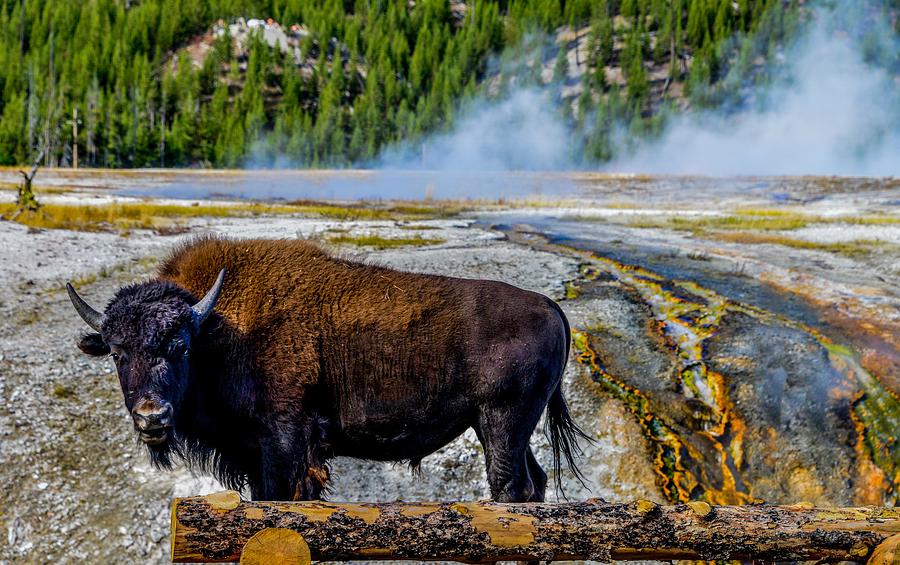 Bison by Geyser in Yellowstone Photograph by Marilyn Burton