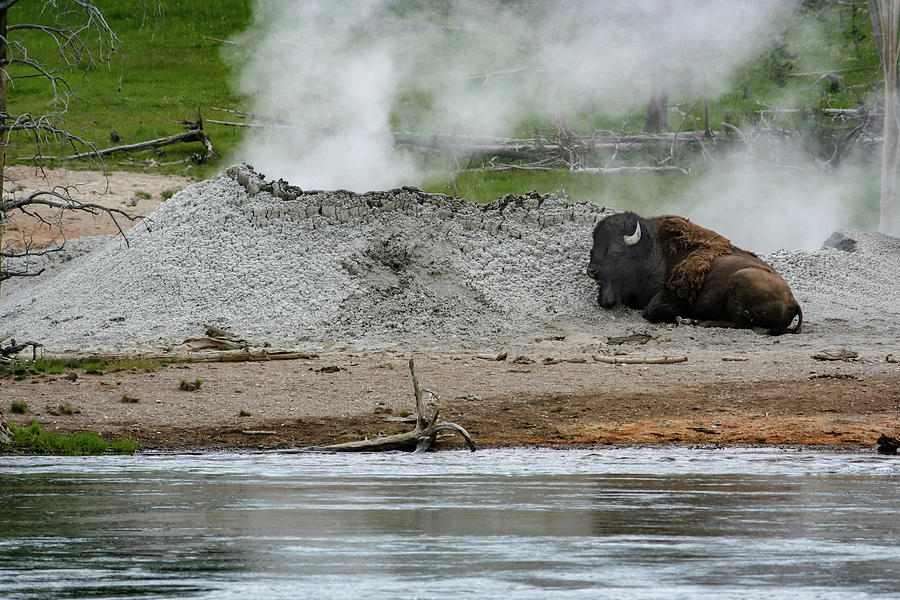 Bison by Hot Springs Photograph by Aashish Vaidya