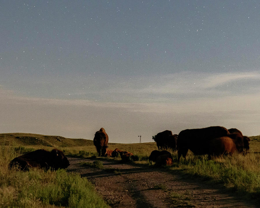 Bison by moonlight 02 Photograph by Rob Graham