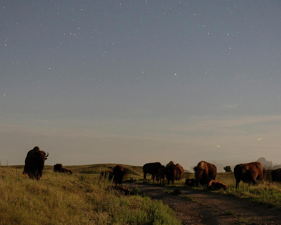 Bison by moonlight 01 Photograph by Rob Graham