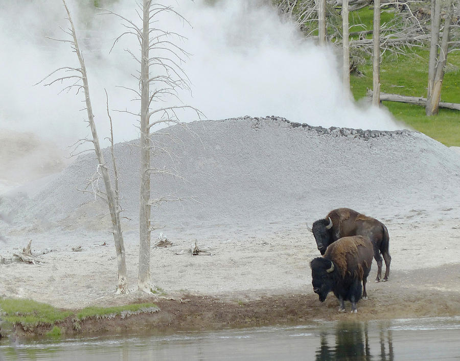 Bison by steam vent Photograph by Carl Sheffer